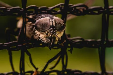 Fly trapped in net macro Stock Photos