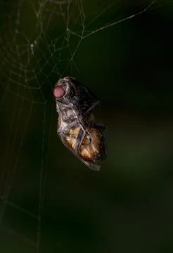 Fly Trapped in Spider Web Macro Stock Photos
