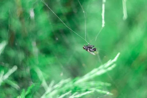 Fly trapped in spiders web. Dead fly in the web. Stock Photos