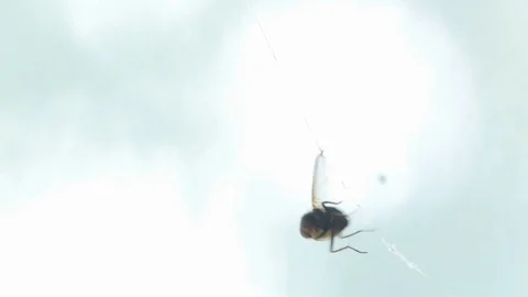 Fly trapped in a spider's web Video stock 105629695