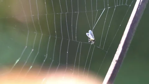 Fly trapped in spiderweb Vidéo 144673583