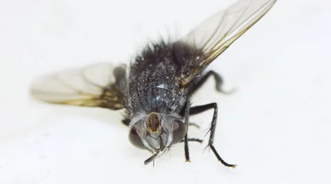 Fly Trapped On Sticky Paper Stock Footage 4807982