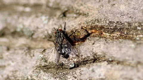 Fly on tree bark Stock Footage 56525407