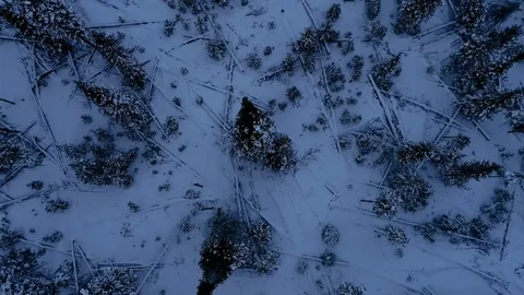 Fly up from the Trees Stock Footage 87558024