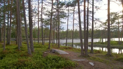 Fly In The Tree's Stock Footage 249908993