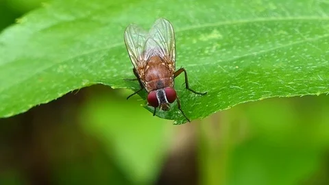 Fly in tropical rain forest. Stock Footage 76849143