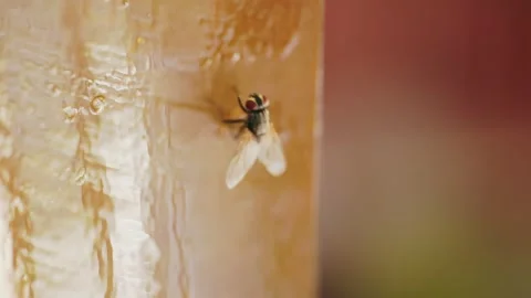 The fly is trying to unstick from the flycatcher Video stock 247335474