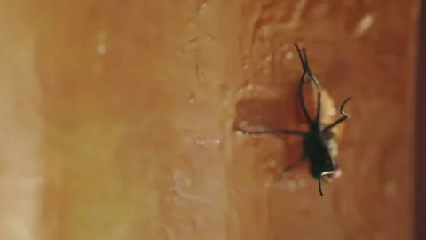 The fly is trying to unstick from the flycatcher Video stock 247448938