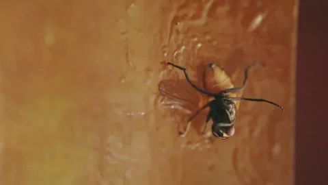 The fly is trying to unstick from the flycatcher Video stock 247954608