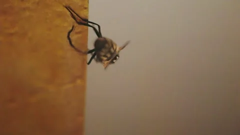 The fly is trying to unstick from the flycatcher 库存影片 248991740