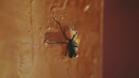 The fly is trying to unstick from the flycatcher Stock Footage 249323053