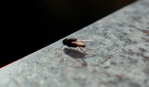 A fly under the sun. Stock Photos