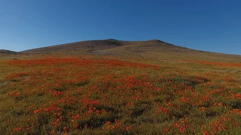 Fly uphill over a field of bright orange poppies in bloom Stockbeeldmateriaal 74404435