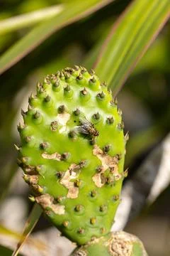 Fly uses the fresh cactus leaf as a resting place Stock Photos