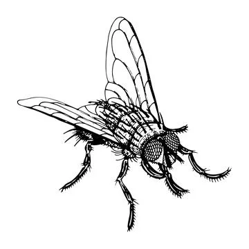 Fly vector sketch. Flying insect hand drawn. Vintage black and white illustra Stock Illustration