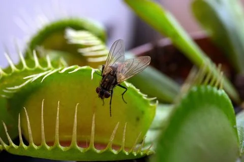 Fly on Venus Flytrap Close-Up Stock Photos