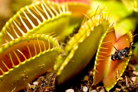 Fly in the venus flytrap (dionaea muscipula) Stock Photos