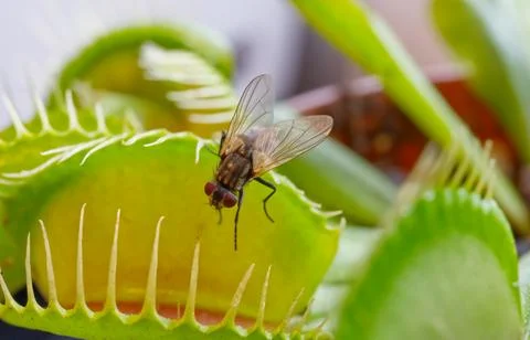 Fly on Venus Flytrap Plant Stock Photos
