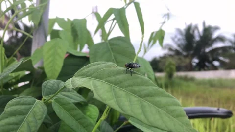 Fly video footage Stock Footage 272843830