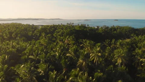 Fly view over palm trees in tropical island at sunset 库存影片 131325966