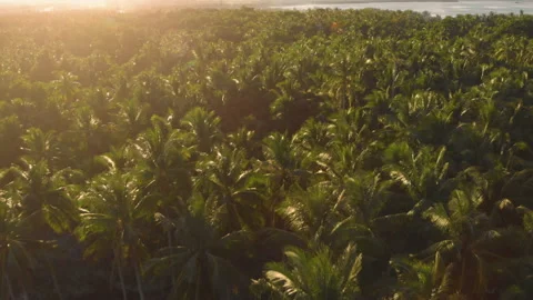 Fly view over palm trees in tropical island 库存影片 131326546