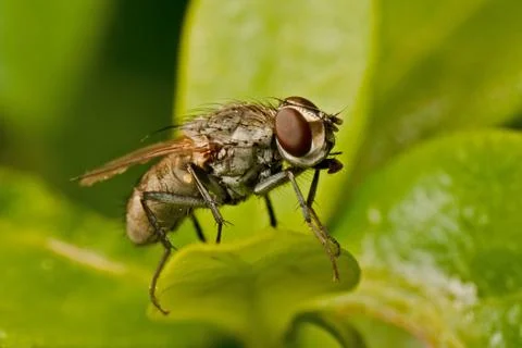 Fly on Vinca Minor leaf Stock Photos