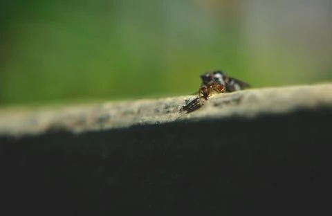 The fly visits the worker ants Stock Photos