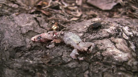 Fly Waiting Stock Footage 949275