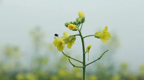 Fly wakes up on a flower in the dew 库存影片 54839541