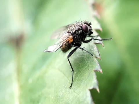 Fly walking across a leaf Stock Footage 74772471