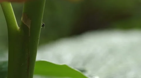 Fly walking up a banana tree Stock Footage 51928356