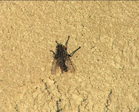 Fly walking Video stock 82731