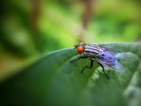 A fly is walking on a leaf Stock Photos
