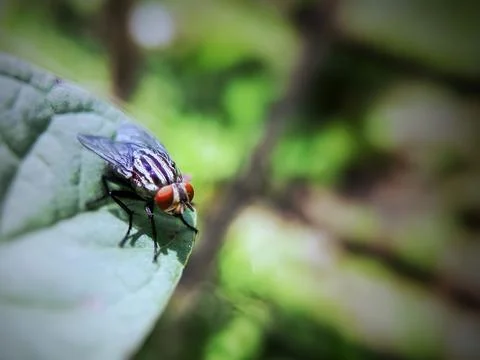 A fly is walking on a leaf Stock Photos