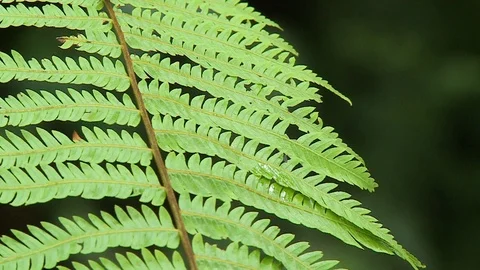 Fly Walking On Leaves Stock Footage 109199802