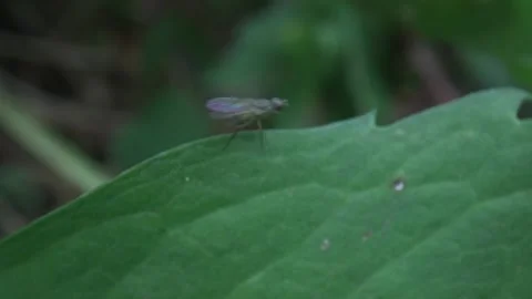 Fly walking over a leaf as it blows in wind 스톡 동영상 280010251