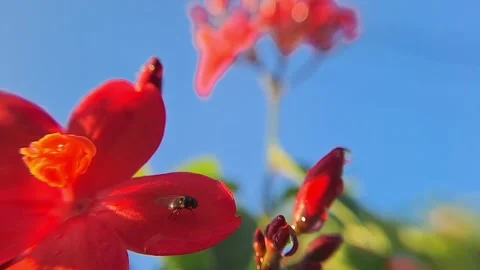 Fly Walking on Red Bloom of Peregrina in Nature’s Fine Detail Stock Footage 296199092