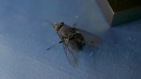 The fly is walking on the table Video stock 125538718