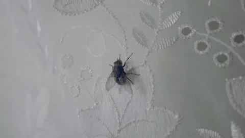 The fly is walking on the table Stock Footage 125539929