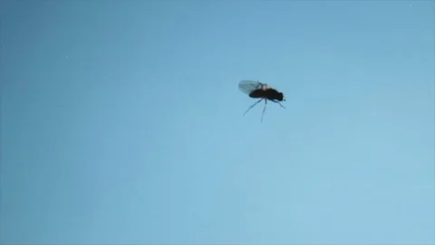 Fly Walking on Window Glass Stock Footage 73357676