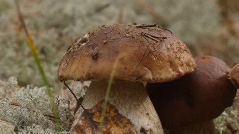 Fly walks on the cep mushroom Stock Footage 301989507