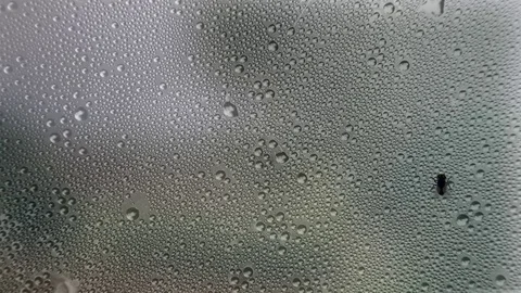 A fly walks over the window glass Stock Footage 122575497
