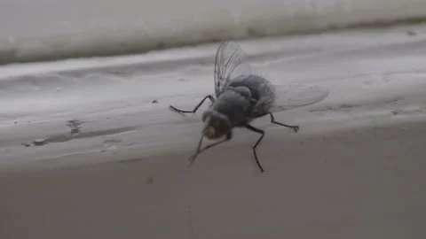 The fly walks in the window in close-up Video stock 125542178