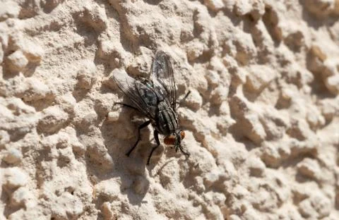 Fly on the wall in direct sunlight Stock Photos