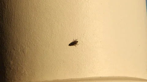 Fly on Wall Video stock 39891431