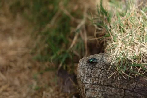 A fly on the wall Stock Photos