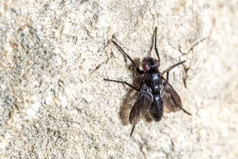 Fly on the Wall Stock Photos