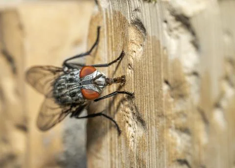 A fly on the wall Stock Photos