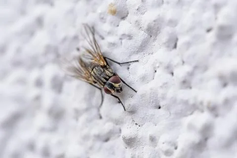 A fly is on a wall Stock-Fotos