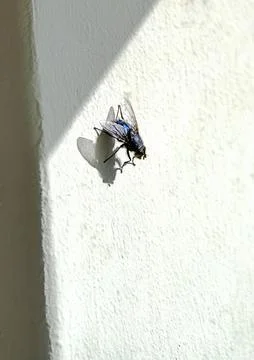 A fly on the wall Stock Photos